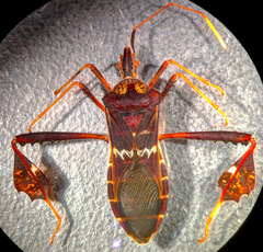 Leptoglossus zonatus