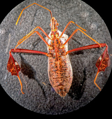 Leptoglossus zonatus