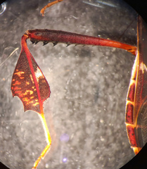 Leptoglossus zonatus