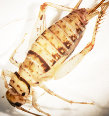 Gryllodes sigillatus