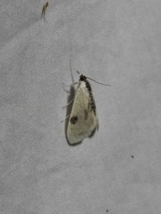 Cliniodes ostreonalis