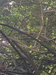 Pitangus sulphuratus