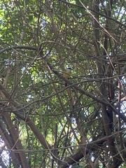 Pitangus sulphuratus