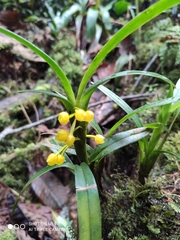 Maxillaria alticola
