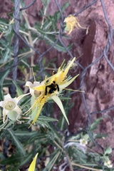 Bombus fervidus