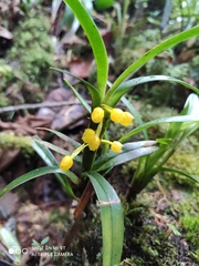 Maxillaria alticola