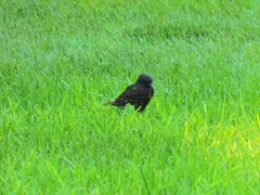 Sturnus vulgaris