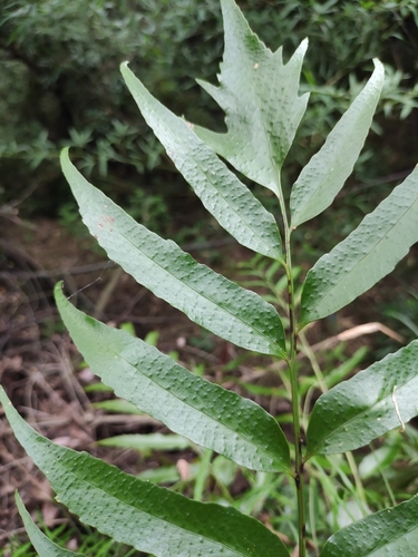 Cyrtomium devexiscapulae iNat (1)