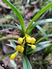 Maxillaria alticola