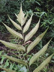 Cyrtomium devexiscapulae