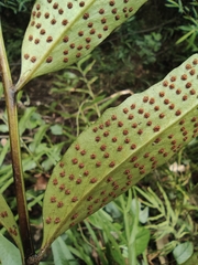 Cyrtomium devexiscapulae