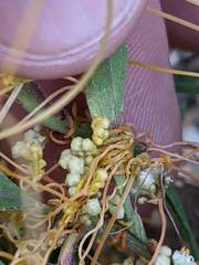 Cuscuta pentagona