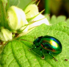 Chrysolina fastuosa