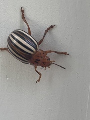 Leptinotarsa juncta