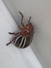 Leptinotarsa juncta