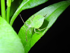 Piezogaster calcarator