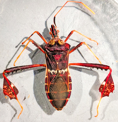 Leptoglossus zonatus