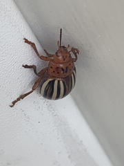 Leptinotarsa juncta