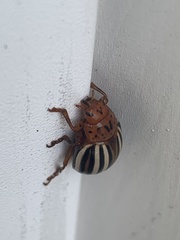 Leptinotarsa juncta