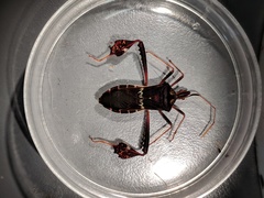 Leptoglossus zonatus