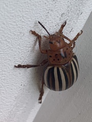 Leptinotarsa juncta