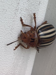 Leptinotarsa juncta