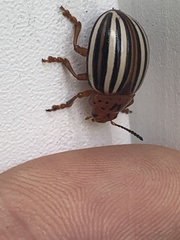 Leptinotarsa juncta