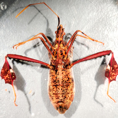 Leptoglossus zonatus