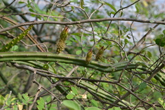 Selenicereus spinulosus