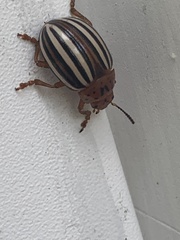Leptinotarsa juncta