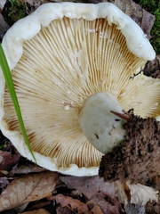 Lactifluus subvellereus