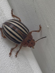 Leptinotarsa juncta