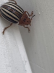 Leptinotarsa juncta