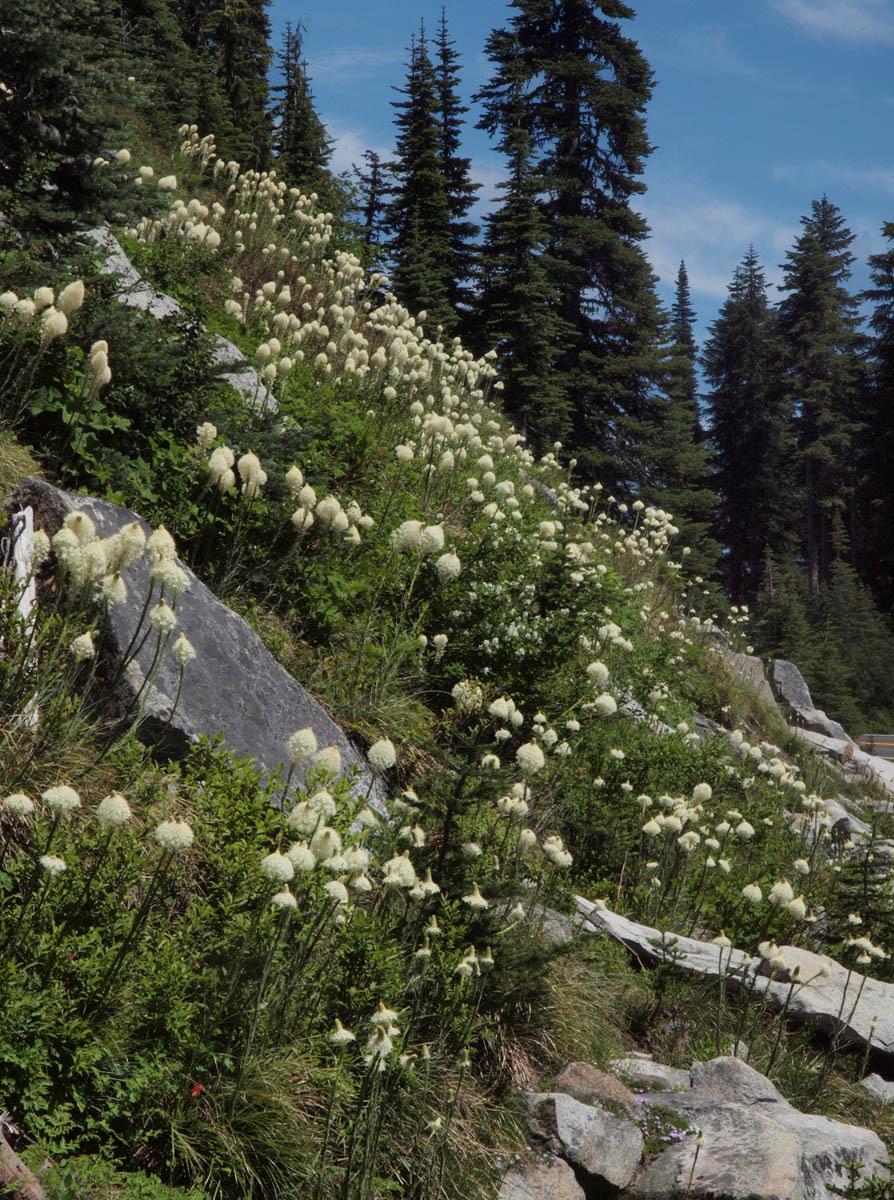 Woodland Beargrass (Nolina greenei) · iNaturalist