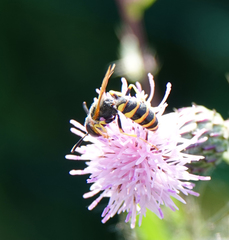 Philanthus triangulum