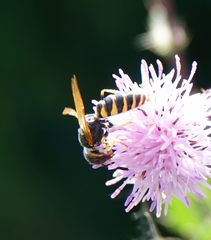 Philanthus triangulum
