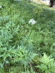 Ligusticum canbyi