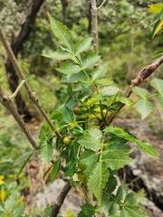 Bursera penicillata