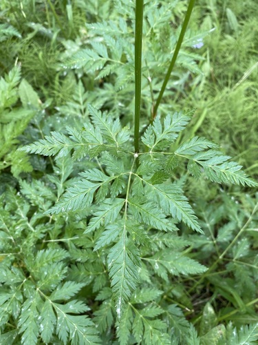 Image of Ligusticum canbyi by (c) Matt Berger, some rights reserved (CC BY)