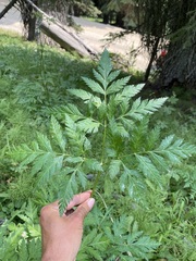 Ligusticum canbyi