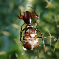 Micrathena acuta