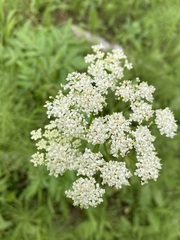 Ligusticum canbyi