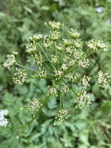 Image of Ligusticum canbyi by (c) Matt Berger, some rights reserved (CC BY)