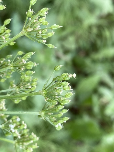 Image of Ligusticum canbyi by (c) Matt Berger, some rights reserved (CC BY)