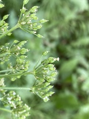 Ligusticum canbyi