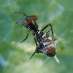 Micrathena acuta