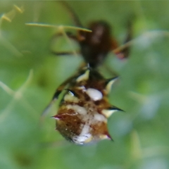Micrathena acuta