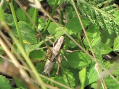 Sepiana sepium