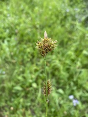 Carex luzulina