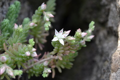 Sedum potosinum